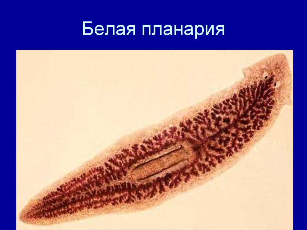 Паразитический червь пищеварительная система. Ресничные черви паразиты. Ресничные черви планария. Сосальщик ланцетовидная двуустка. Ресничные черви паразиты представители.