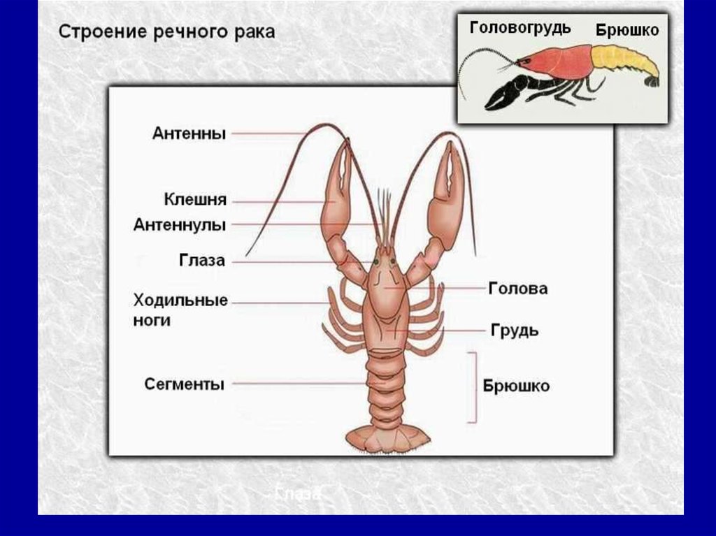 Ходильных ног пары. Внешнее строение ракообразных 7 класс биология. Строение членистоногих ракообразные. Десятиногие ракообразные строение. Внутреннее строение ракообразных схема.