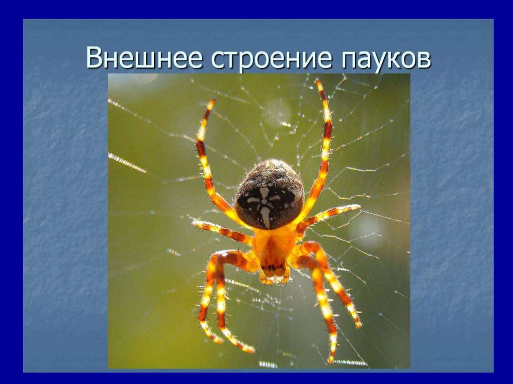 Адаптация паукообразных. Внешнее строение паукообразных. Внешнее строение паука. Внутреннее строение паука. Паукообразные строение тела.