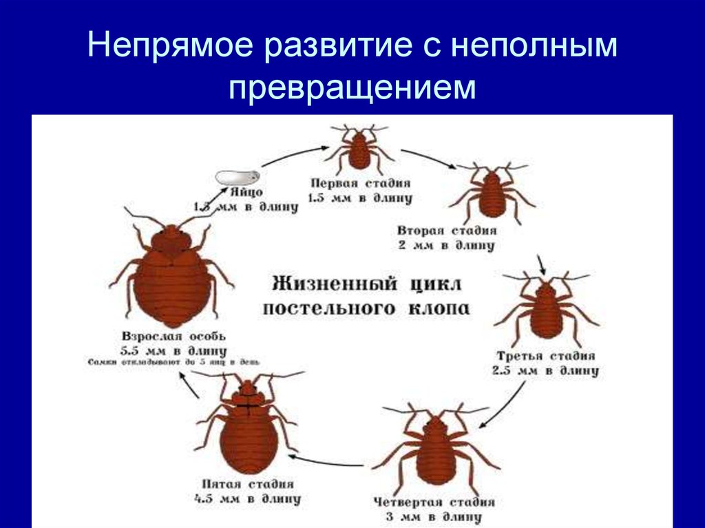 Постельный клоп полное или неполное превращение. Непрямое с неполным превращением. Непрямое развитие с неполным превращением. Неполное превращение клопа. Непрямое неполное развитие.