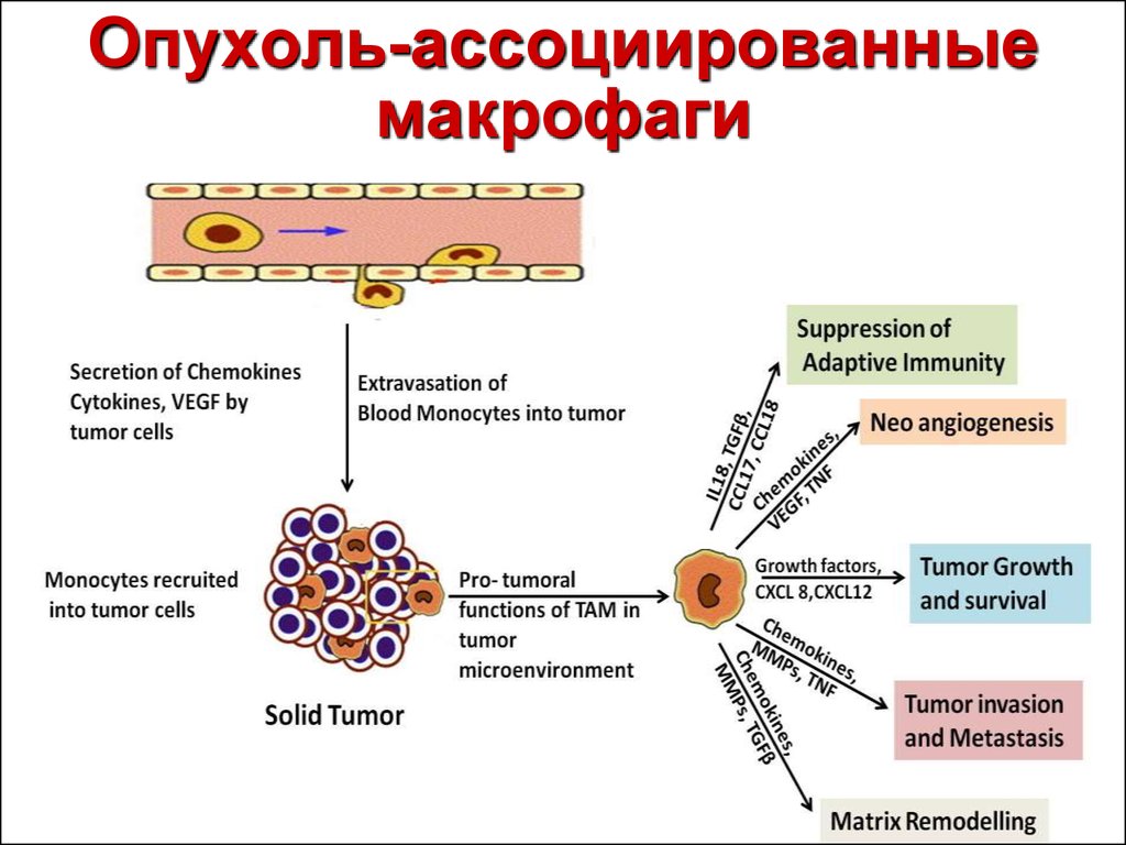 Макрофаги 1 2. Опухоль ассоциированные макрофаги. М1 макрофаги. Гранулярные макрофаги. Типы макрофагов.