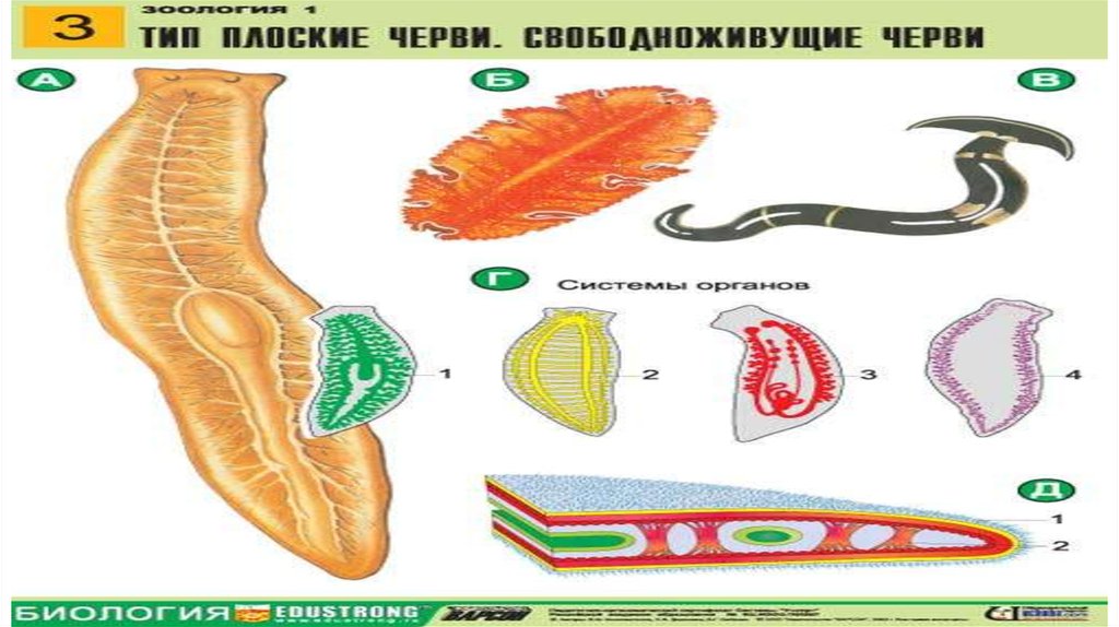 Регенерация ленточных червей. Плоские черви гермафродиты или раздельнополые. Тип плоские черви класс Ресничные. Регенерация планарии. Глисты биология