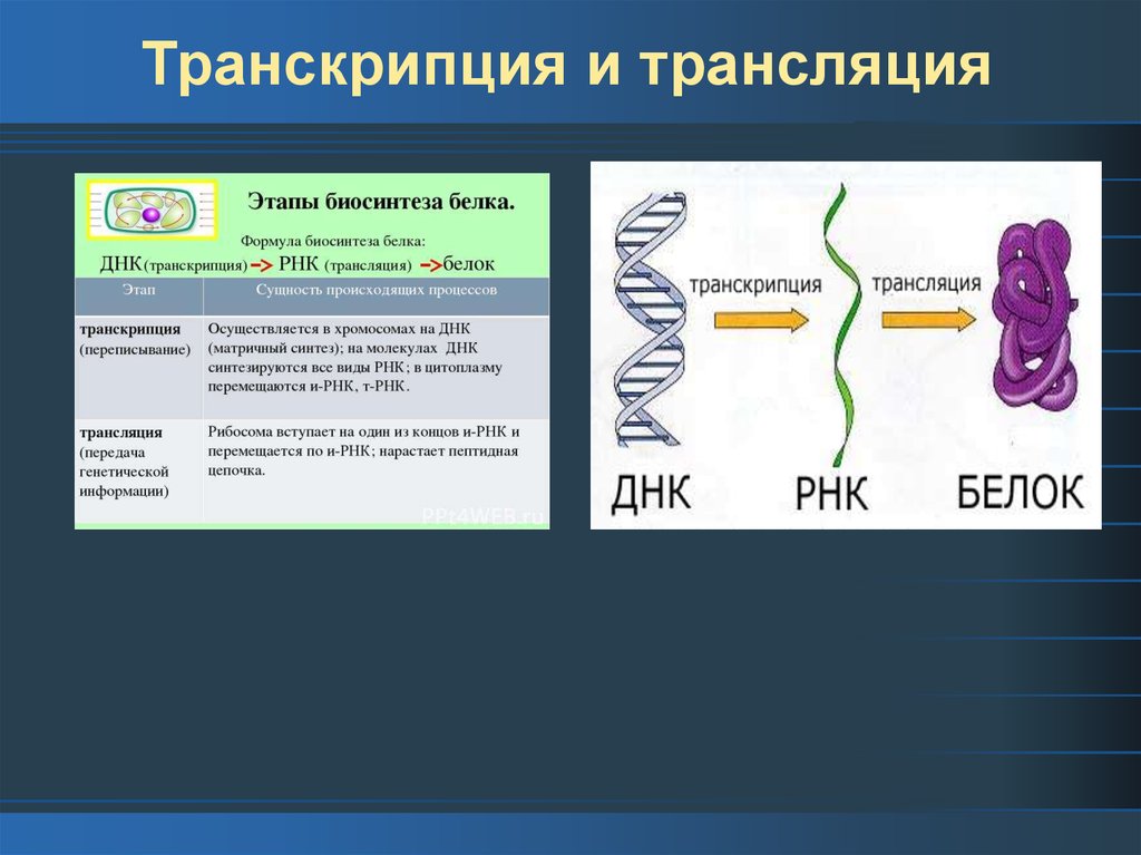Транскрипция трансляция биосинтез. Транскрипция и трансляция РНК. Транскрипция и трансляция ДНК. Процессы транскрипции и трансляции. Транскрипция и трансляция ДНК И РНК.