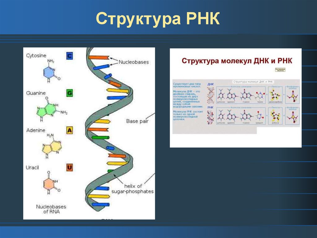 Молекула рнк представлена. Структура рибонуклеиновых кислот (РНК).. Рибонуклеиновая кислота строение. Структура рибонуклеиновых кислот. Строение РНК биология 9 класс.