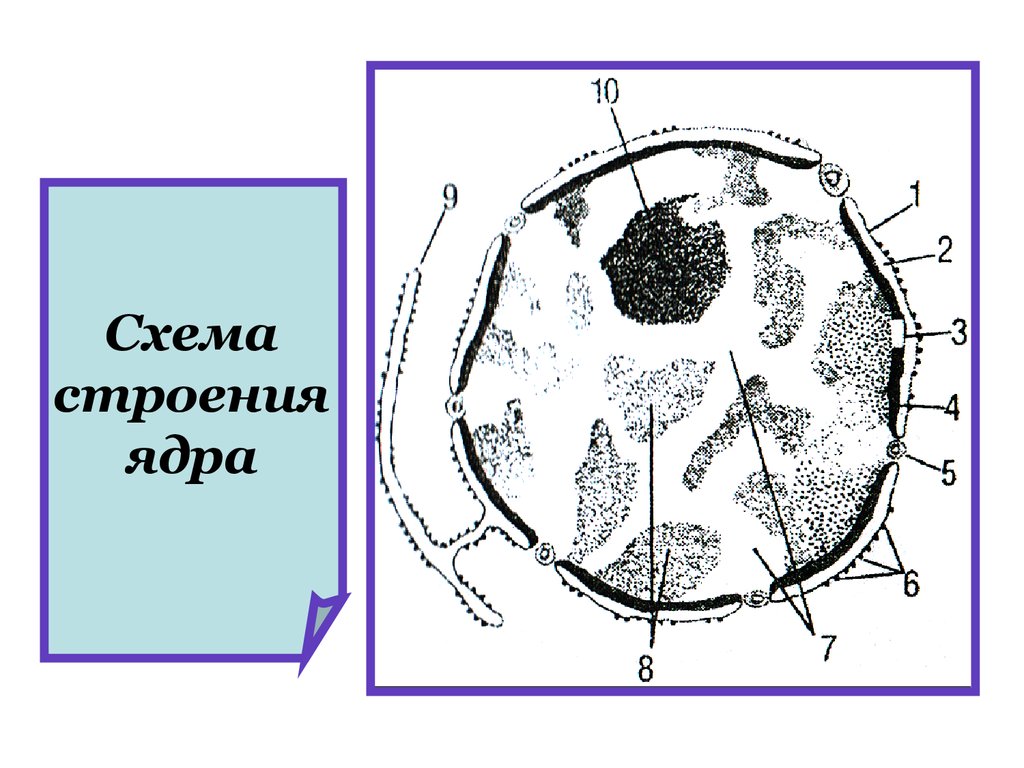 Ядерное строение. Строение ядра эукариотической клетки схема. Схема ядра эукариотической клетки. Схема строения ядра клетки. Строение ядра эукариотической клетки рисунок.