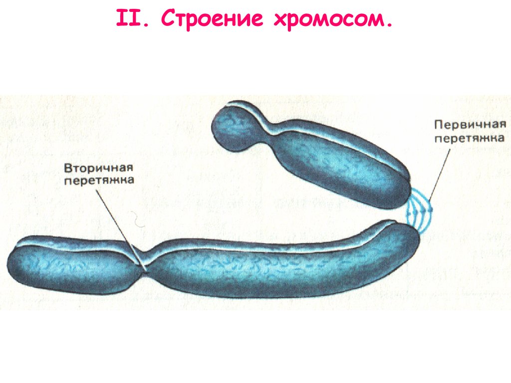 Строение хромосомы рисунок. Зарисовать хромосому. Зарисовать строение хромосомы. Составные части хромосомы. Строение хромосомы подробно.