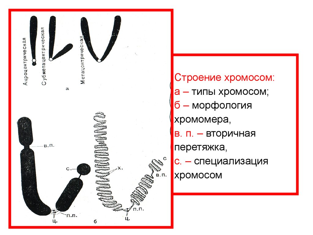 Структура хромосом. 3. Строение хромосом. Строение и морфология хромосом. Морфология и типы хромосом. Морфология и структура хромосом.