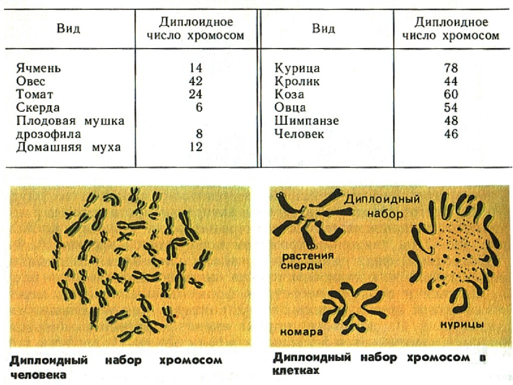 Количество хромосом в кариотипе человека. Наборы хромосом у различных организмов. Разные виды хромосом. Набор хромосом у животных. Диплоидный набор хромосом у животных.