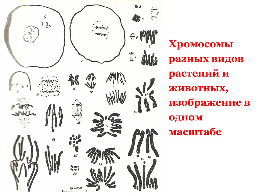 Хромосомы определяют окраску растения. Хромосомные наборы разных видов организмов. Разные виды хромосом. Наборы хромосом у различных организмов. Набор хромосом у растений и животных.