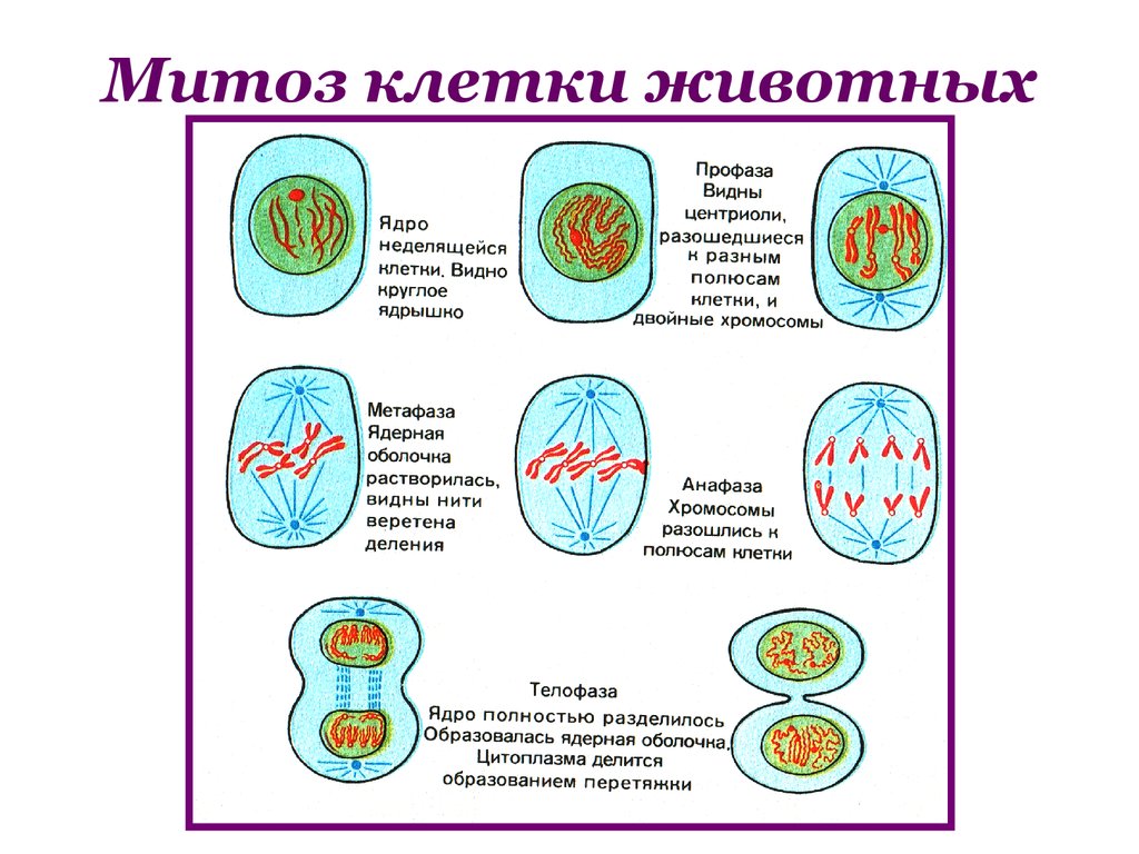 Митоз клетки схема