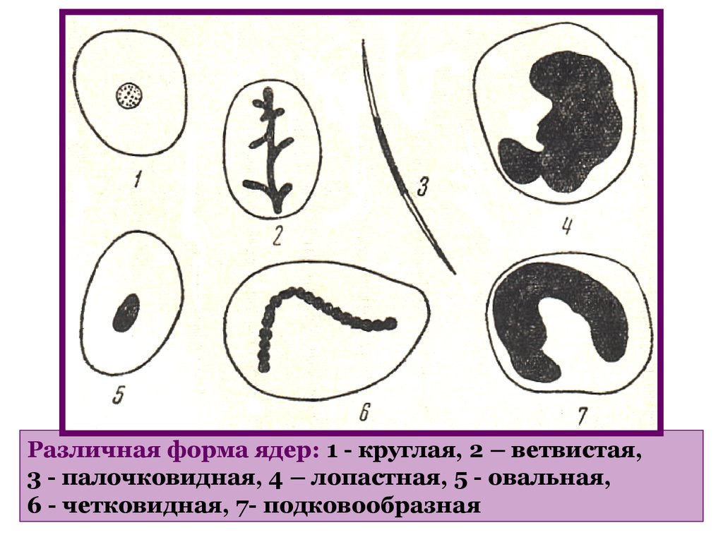 Различных образцов. Формы клеточных ядер. Формы ядра клетки. Форма ядер в различных клетках. Сферическая форма ядра.