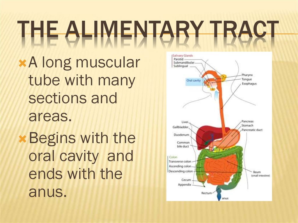 The Alimentary Tract
