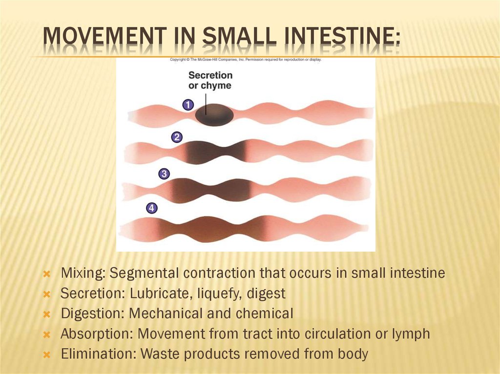Movement in small intestine: