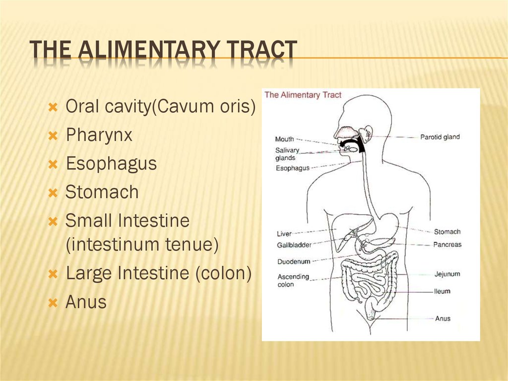 The Alimentary Tract - презентация онлайн