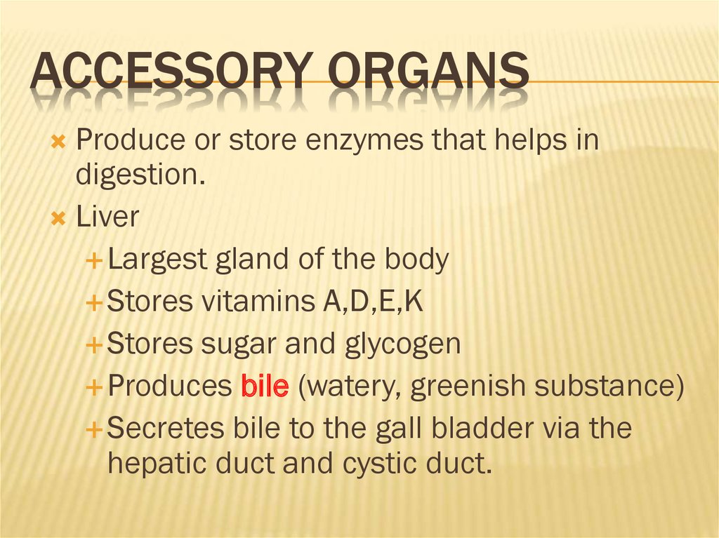 Accessory Organs