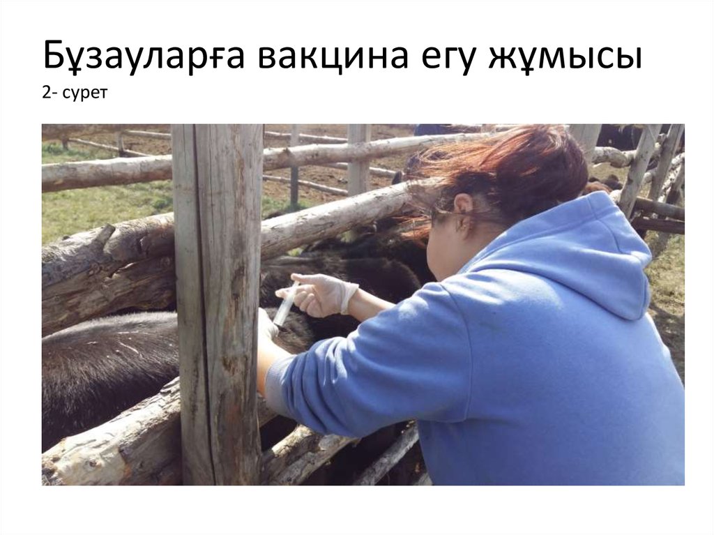 Бұзауларға вакцина егу жұмысы 2- сурет