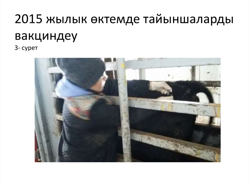 2015 жылык өктемде тайыншаларды вакциндеу 3- сурет