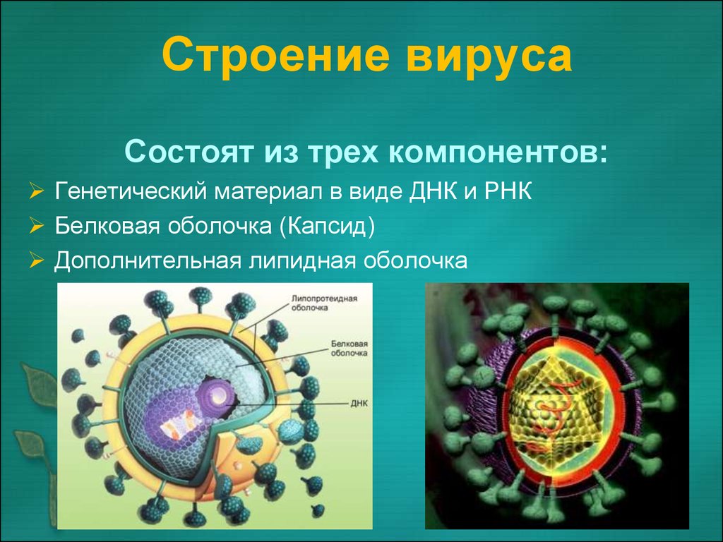 Есть ли у вирусов клетки. Особенности клеточного строения вирусов. Особенности строения клетки вирусов. Строение вируса белковая оболочка. Из чего состоит вирус.