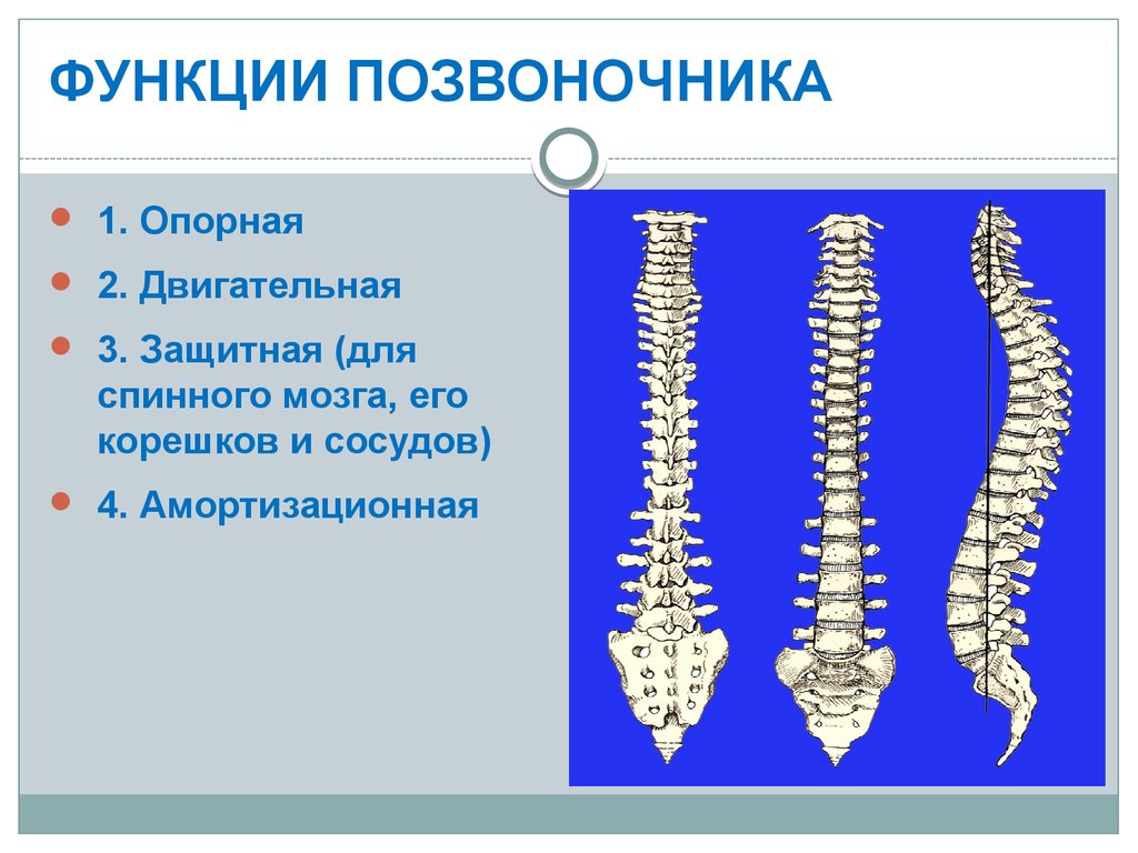 Презентация про позвоночник