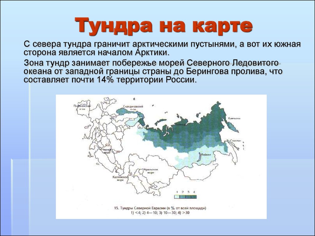 Какая природная зона южнее лесотундры