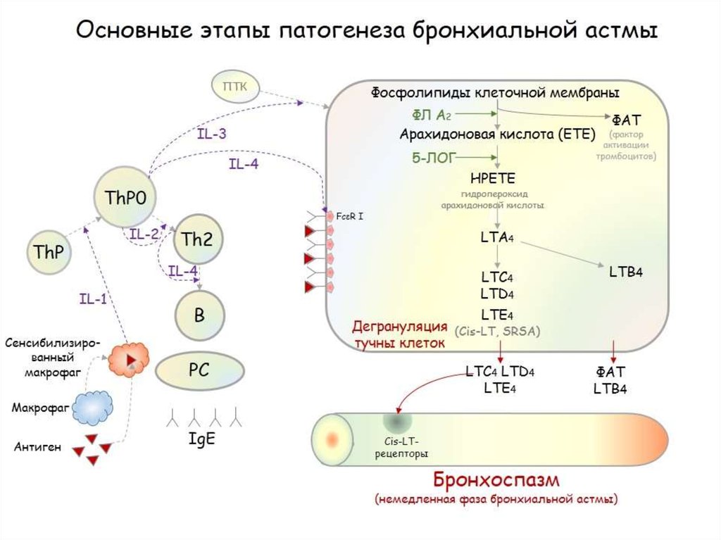 Схема th1 ответа