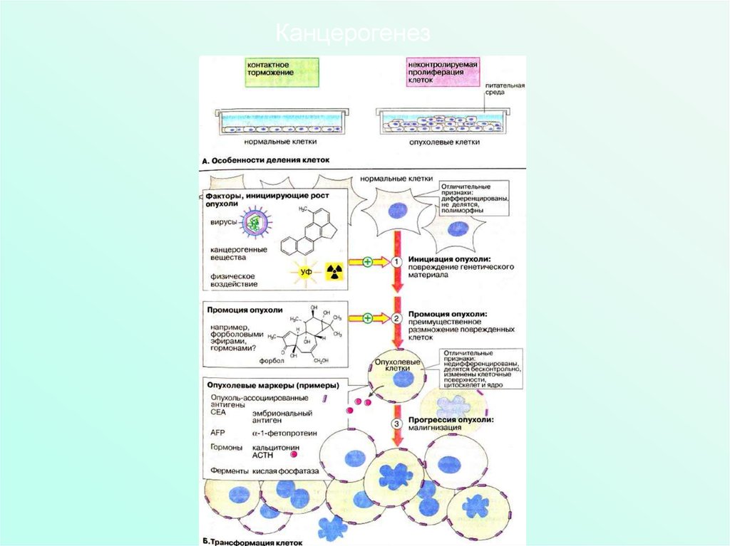 Инициация промоция. Канцерогенез клетки. Генетические технологии в медицине. Инициация промоция прогрессия опухоли. Эмбриональная теория канцерогенеза.
