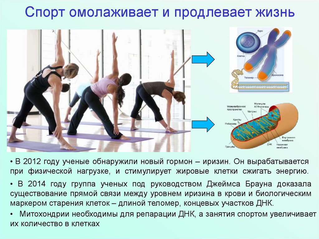 Продляют ли. Спорт продлевает жизнь. Спорт омолаживает. Физическая нагрузка продлевает жизнь. Спорт это продление жизни.