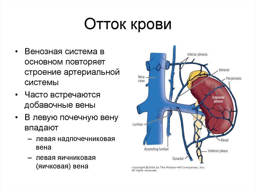 Почечные артерии и вены. Вены почки кровоснабжение схема. Почечная Вена и нижняя полая Вена. Кровоснабжение почек анатомия вены. Области оттока венозной крови верхней полой вены.