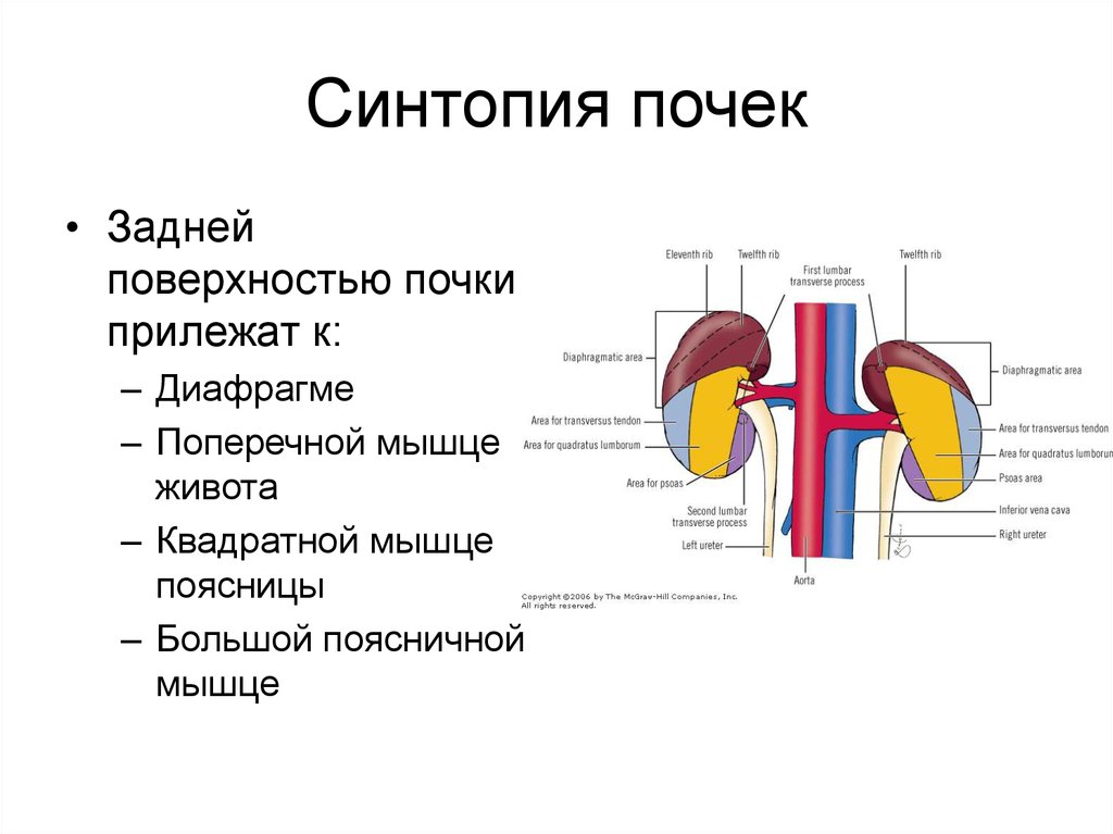 Презентация топография почек