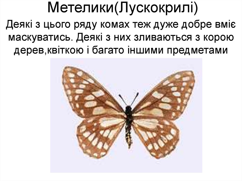 Метелики(Лускокрилі)