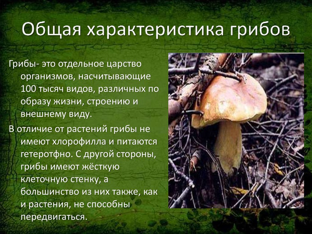 Гриб характеризуется. Общая характеристика грибов 9 класс. Общаятхарактеристика грибов. Грибы характеристика. Характеристика царства грибов.