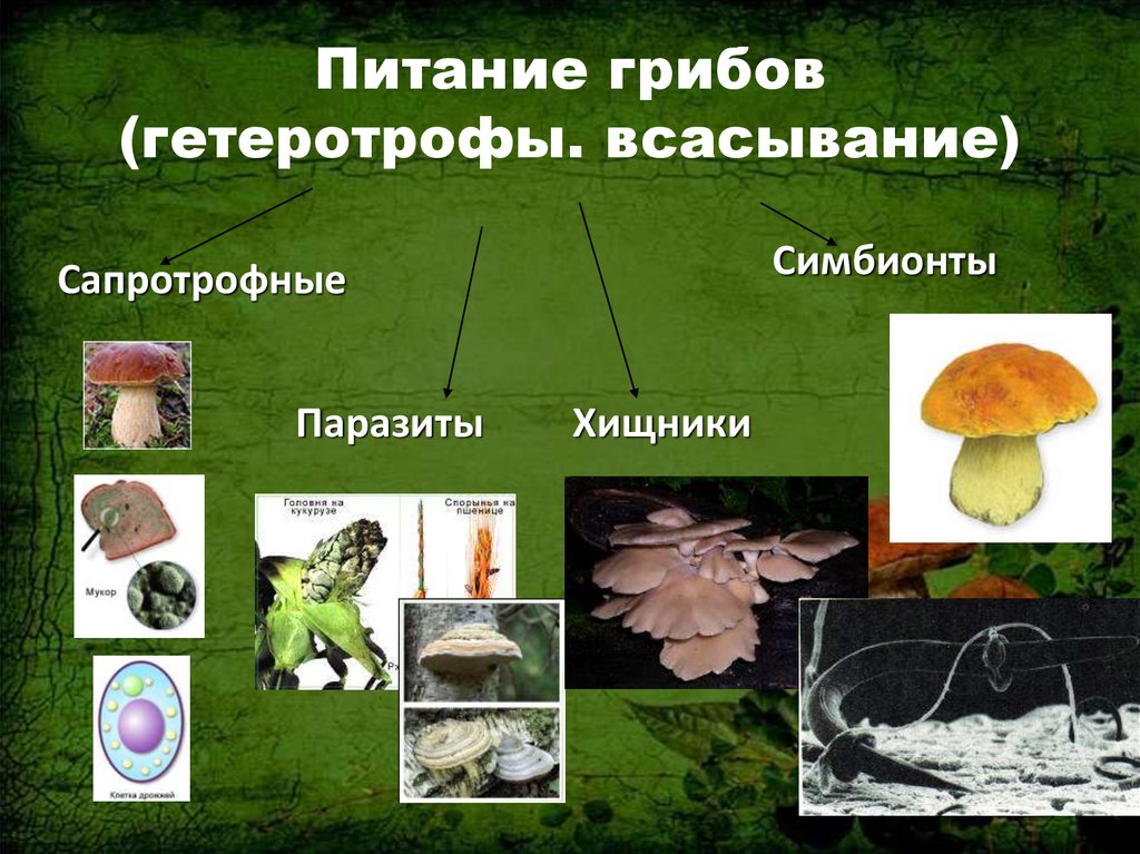 Какие есть группы грибов. Типы гетеротрофного питания грибов. Грибы сапротрофы Тип питания. Способы гетеротрофного питания грибов. Грибы гетеротрофы.