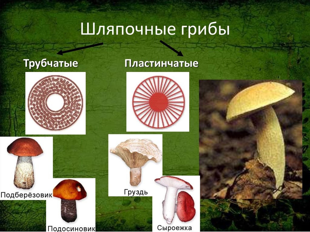 Группа трубчатых грибов
