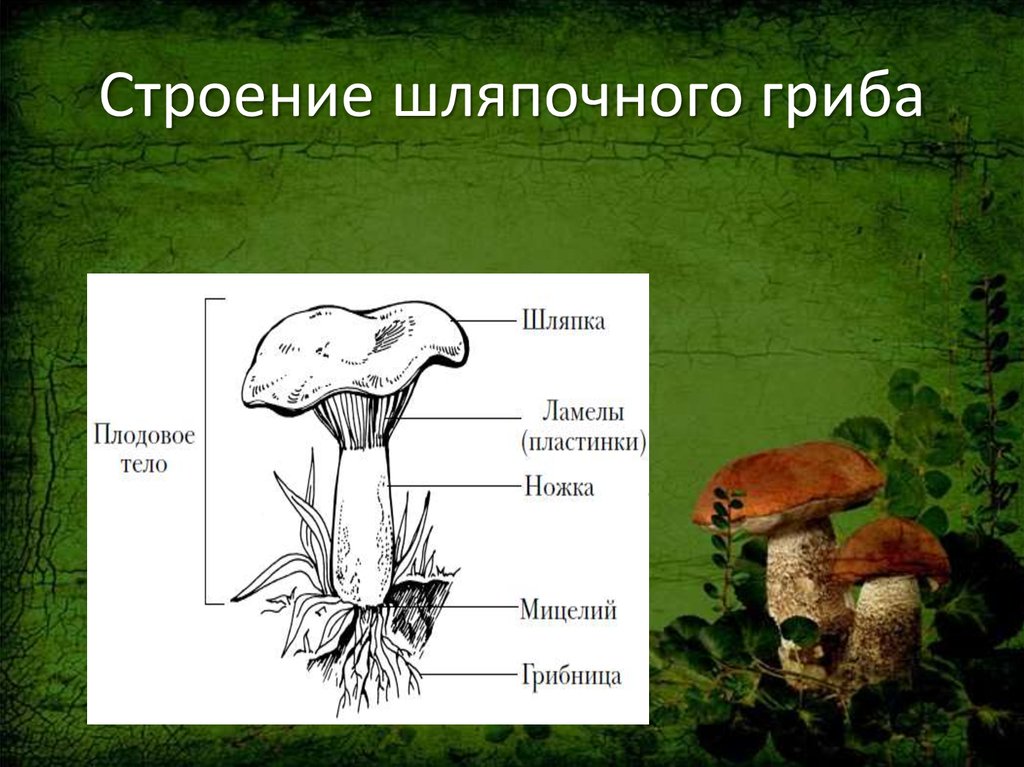 Строение гриба состоит из. Схема плодовое тело шляпочного гриба. Грибы строение шляпочных грибов. Гриб строение шляпочного гриба. Строение шляпочных грибов рисунок.