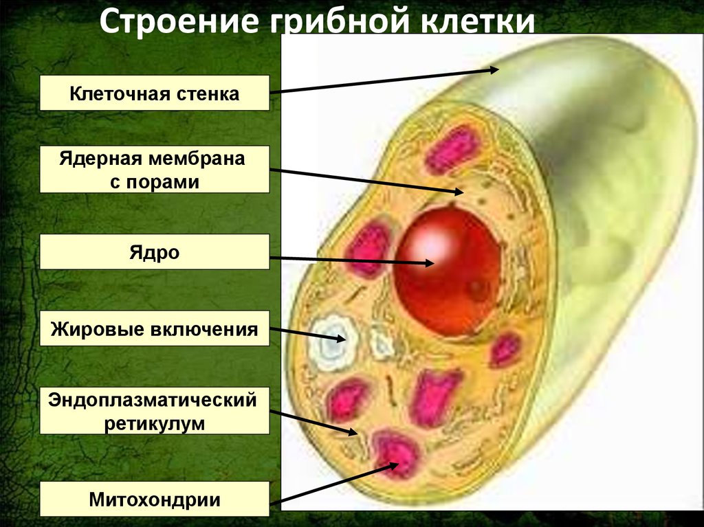 В клетках грибов есть ядро. Строение клетки гриба 5 класс биология. Царство грибы строение грибной клетки. Подпишите органоиды растительной клетки гриба. Клетки 5 кл биология клетки грибов.
