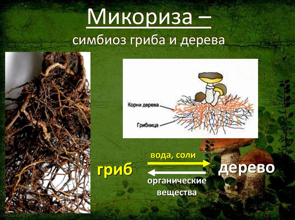 Примеры симбиоза у растений