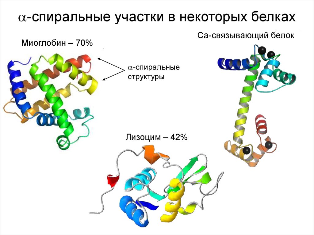 Состав растительных белков. Лизоцим белок структура. Лизоцим белок строение. Строение растительного белка. Структура животного белка.