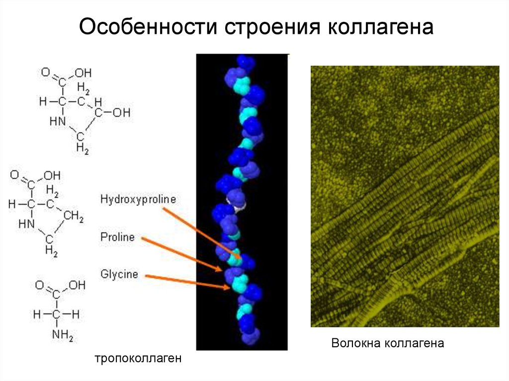 Состав коллагена. Строение эластина биохимия. Коллаген строение формула. Тропоколлаген формула. Белок коллаген химическая формула.