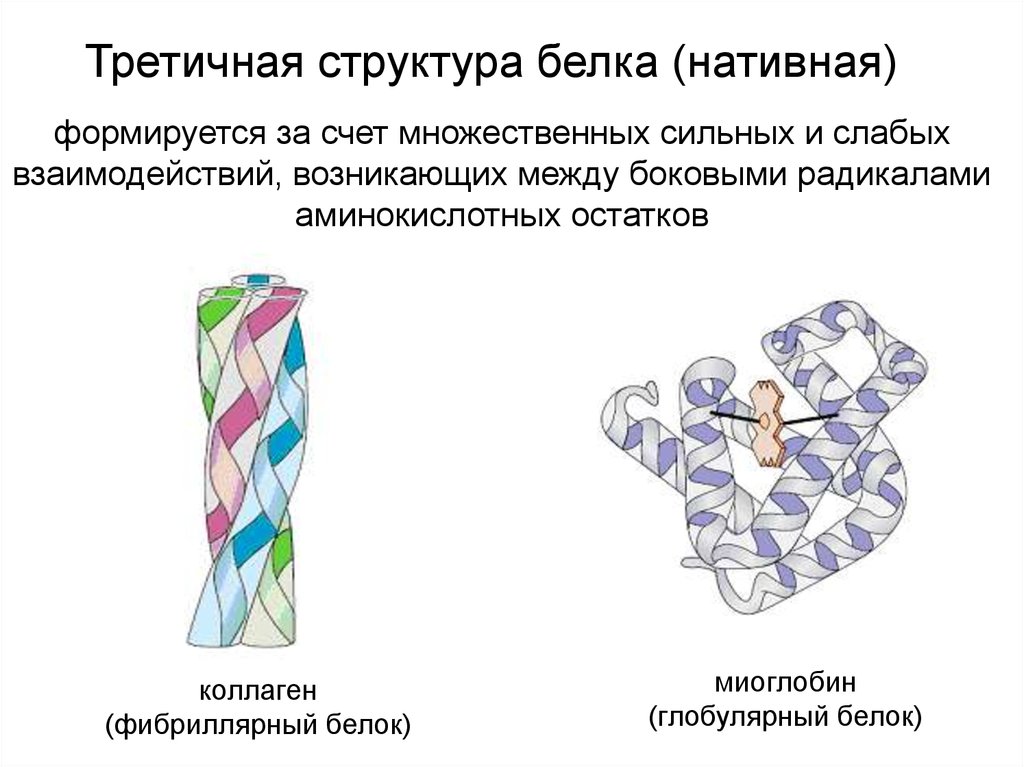 Нативная конформация белков. Третичная структура белка коллагена. Белок третичная структура. Третичная структура фибриллярного белка. Фибрилла структура белка.