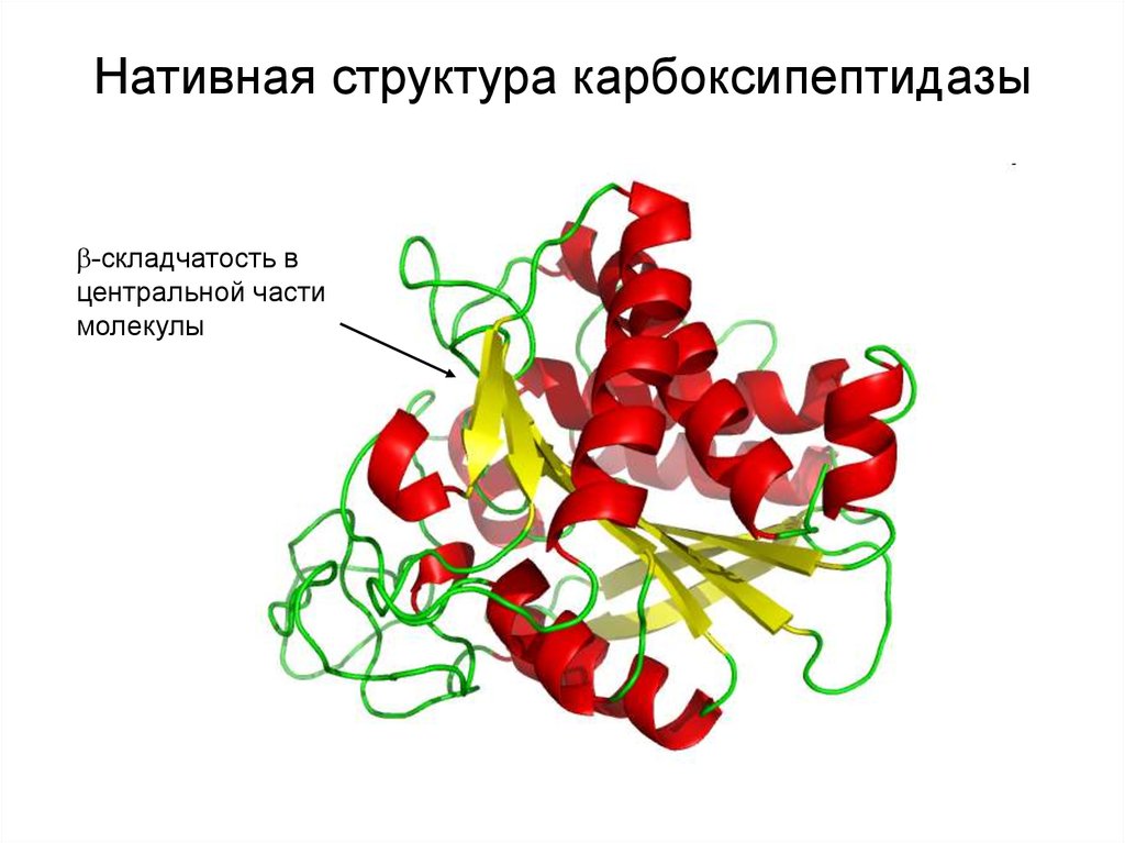 Изменение конформации белка. Нативная конформация белковых молекул третичная структура белка.. Нативная структура белков это. Структура карбоксипептидазы. Нативная структура белка.
