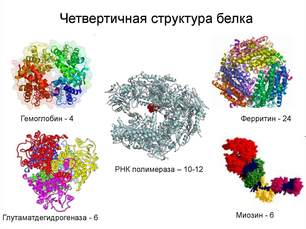 Четвертичная структура белка. Четвертичная структура белка гемоглобина. Гемоглобин белок четвертичной структуры. Четвертичной структуры белка белка гемоглобина.. Четвертичная структура ДНК.