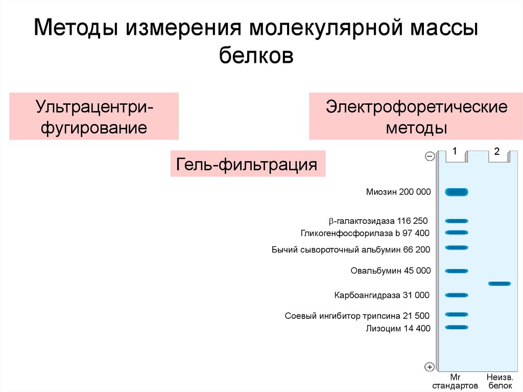 Методы белков. Методы определения молекулярной массы белков. Определение молекулярной массы белка. Принципы методов определения молекулярной массы белков. Молекулярная масса белков определение.