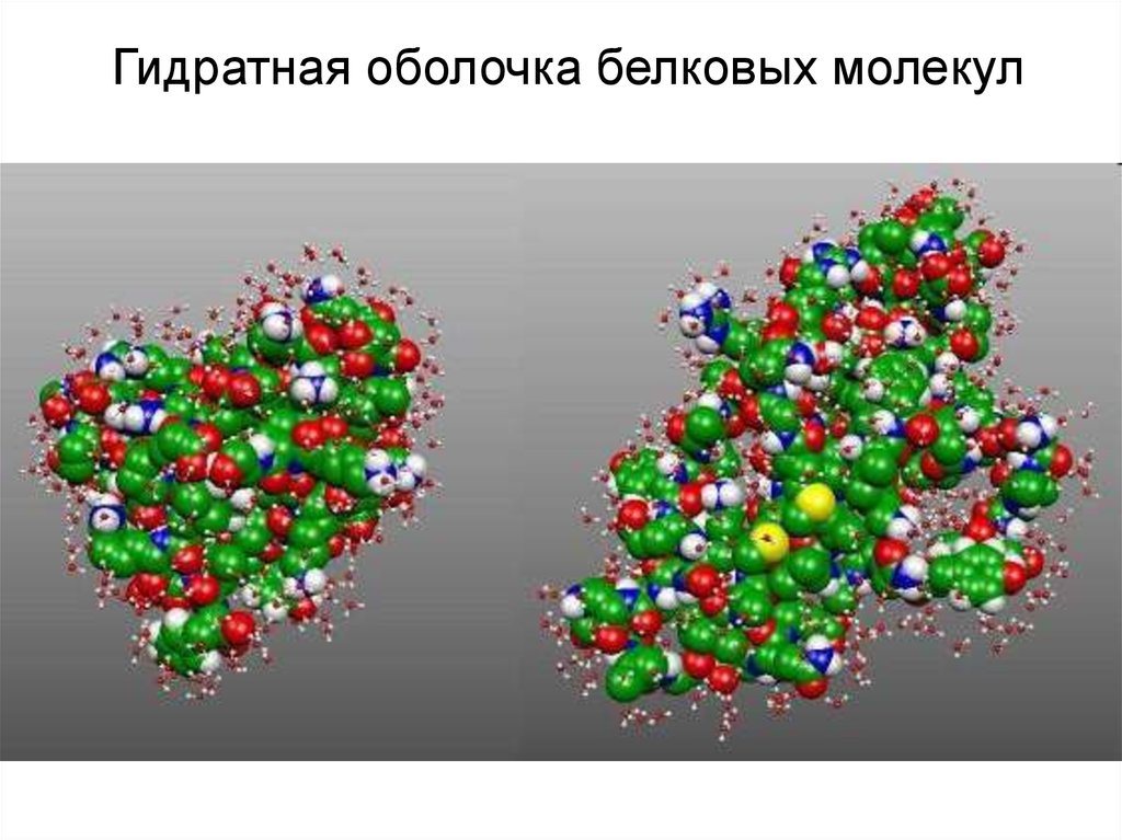 Оболочка белка. Гидратная оболочка белковых молекул. Гидратная оболочка белковой молекулы. Гидратная оболочка молекулы белка. Образование гидратной оболочки молекулы белка.