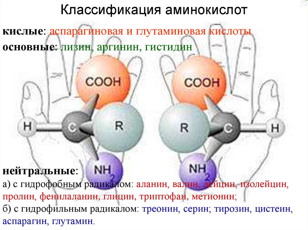 Незаряженные аминокислоты. Классификация белковых аминокислот. Основные радикалы аминокислот. Классификация аминокислот нейтральные кислые. Строение кислых и основных аминокислот.