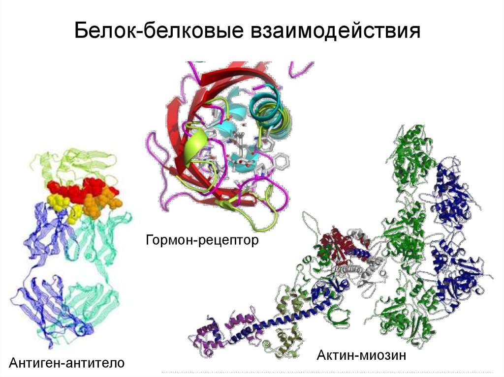 Белково белковые взаимодействия. Белок-белковые взаимодействия ферментов. Взаимодействие белок белок. Белок-белковые взаимодействия ферментов биохимия. Регуляция белок-белковыми взаимодействиями.