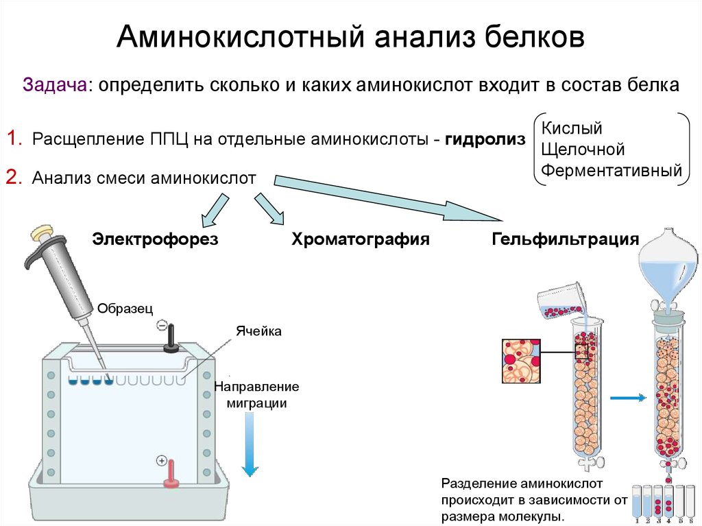 Методы белков. Аминокислотный анализ белков. Аминокислотный анализ белка. Методы определения аминокислотного состава белка. Методы определения аминокислотного состава белков.