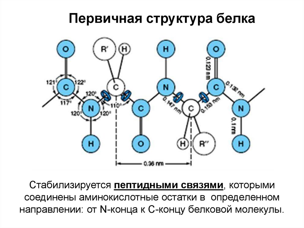 Какие связи есть в белке первичная. Строение первичной структуры белковой молекулы, пептидная связь. Первичная структура белка пептидная связь. Белки первичная структура. Первичная структура белков образована связью.