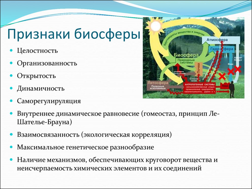 Характерные признаки систем. Признаки биосферы. Основные признаки биосферы. Основные особенности биосферы. Общая характеристика биосферы.