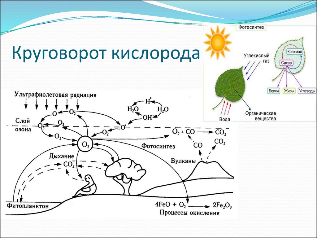 Схема кислорода. Круговорот кислорода экология. Биохимический цикл кислорода схема. Круговорот кислорода (по е. а. Криксунову и др., 1995). Круговорот кислорода при фотосинтезе.