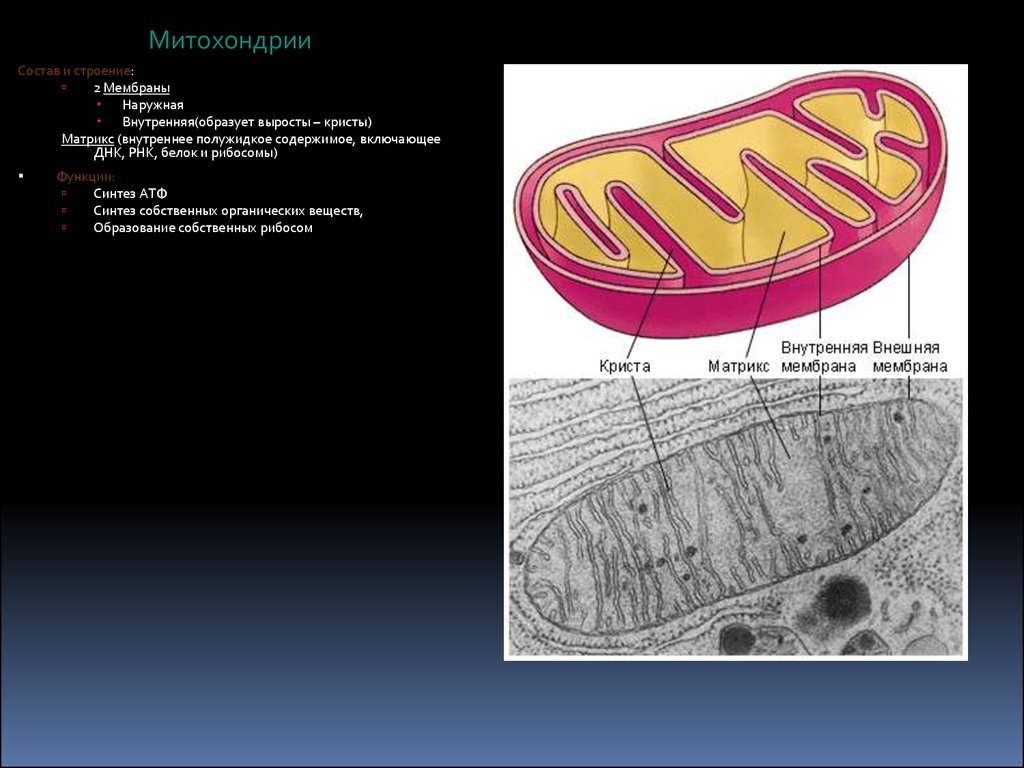 Описание строения митохондрии. Функции наружной мембраны митохондрий. Строение матрикса митохондрий. Митохзондрия Кристи Матрикс. Внутренняя мембрана митохондрий это Матрикс.